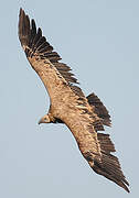 Griffon Vulture