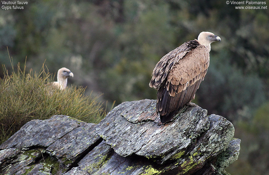 Griffon Vulture