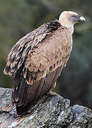 Griffon Vulture