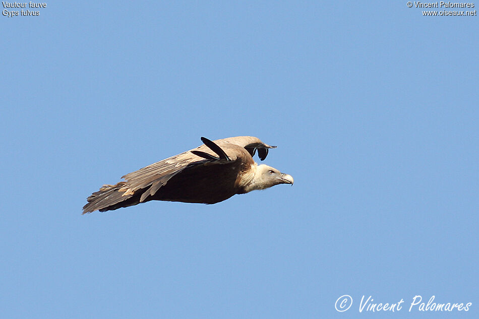 Vautour fauve