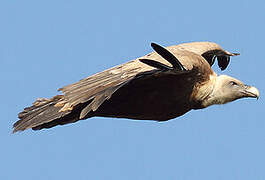 Griffon Vulture