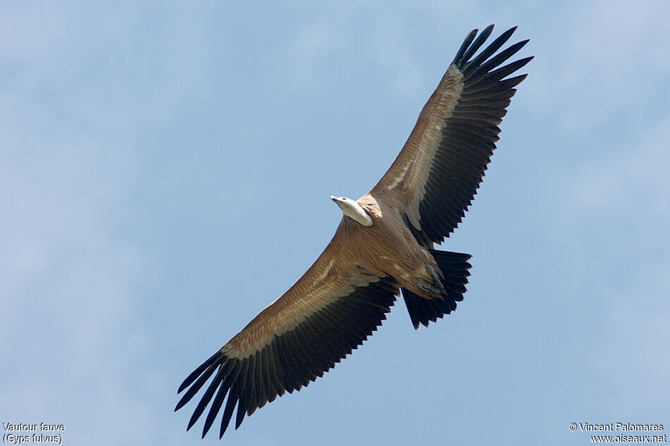 Griffon Vulturejuvenile