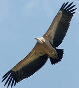 Griffon Vulture