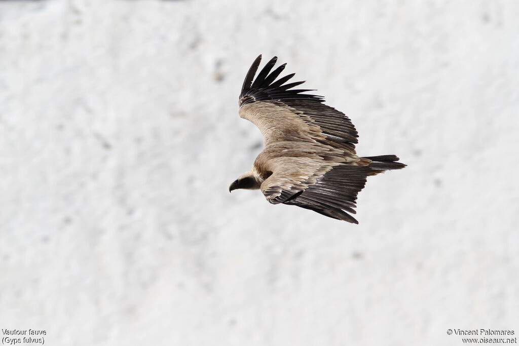 Griffon Vulture