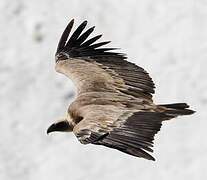 Griffon Vulture