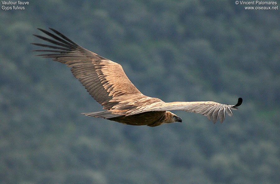 Vautour fauve