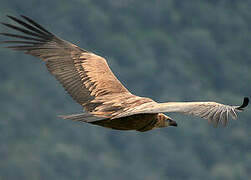 Griffon Vulture