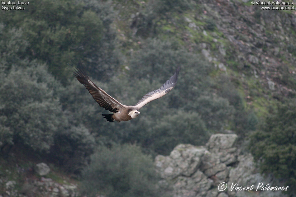 Vautour fauve