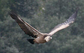 Griffon Vulture