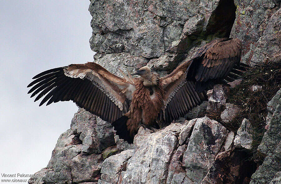 Griffon VultureSecond year, identification