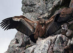 Griffon Vulture