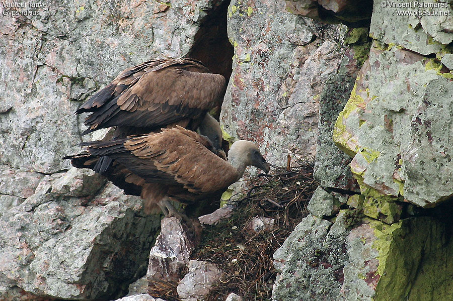 Griffon Vulture