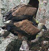 Griffon Vulture