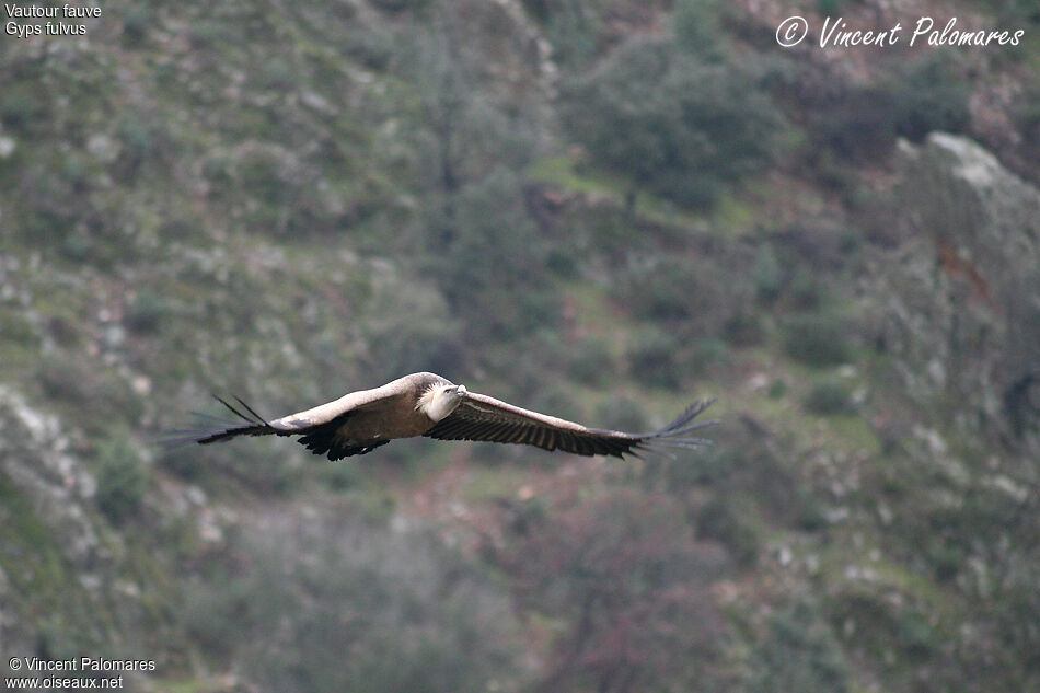 Vautour fauve