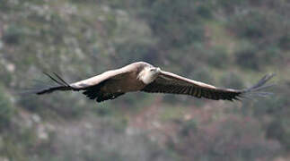 Griffon Vulture