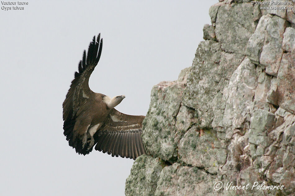 Griffon Vulture