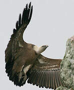 Griffon Vulture