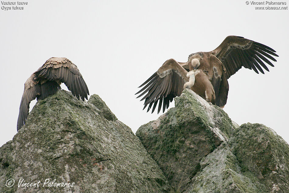 Griffon Vulture adult