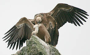 Griffon Vulture