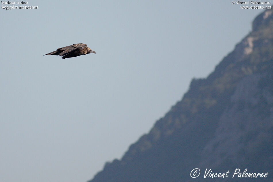 Cinereous Vulture