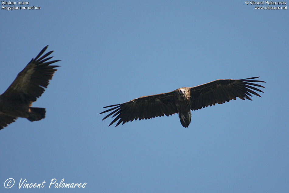 Cinereous Vulture