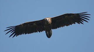 Cinereous Vulture