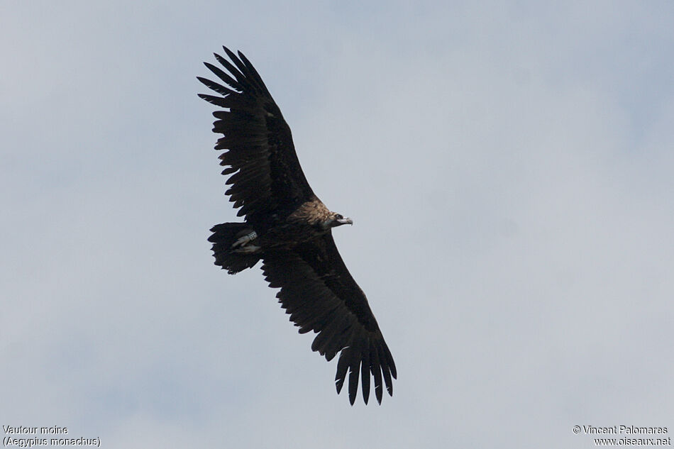 Cinereous Vulture