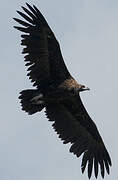 Cinereous Vulture