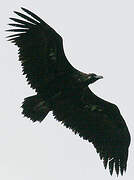 Cinereous Vulture