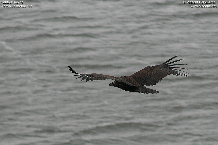 Cinereous Vulture