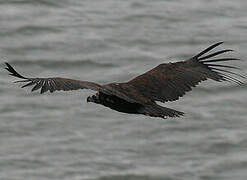 Cinereous Vulture