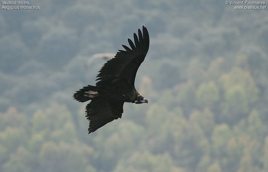 Cinereous Vulture