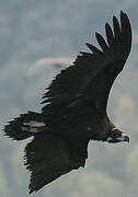 Cinereous Vulture