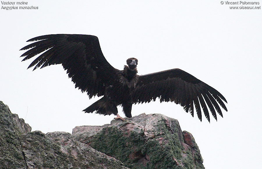 Cinereous Vulture