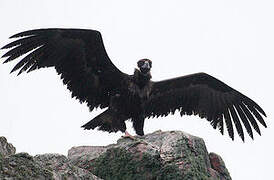 Cinereous Vulture