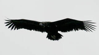 Vautour moine
