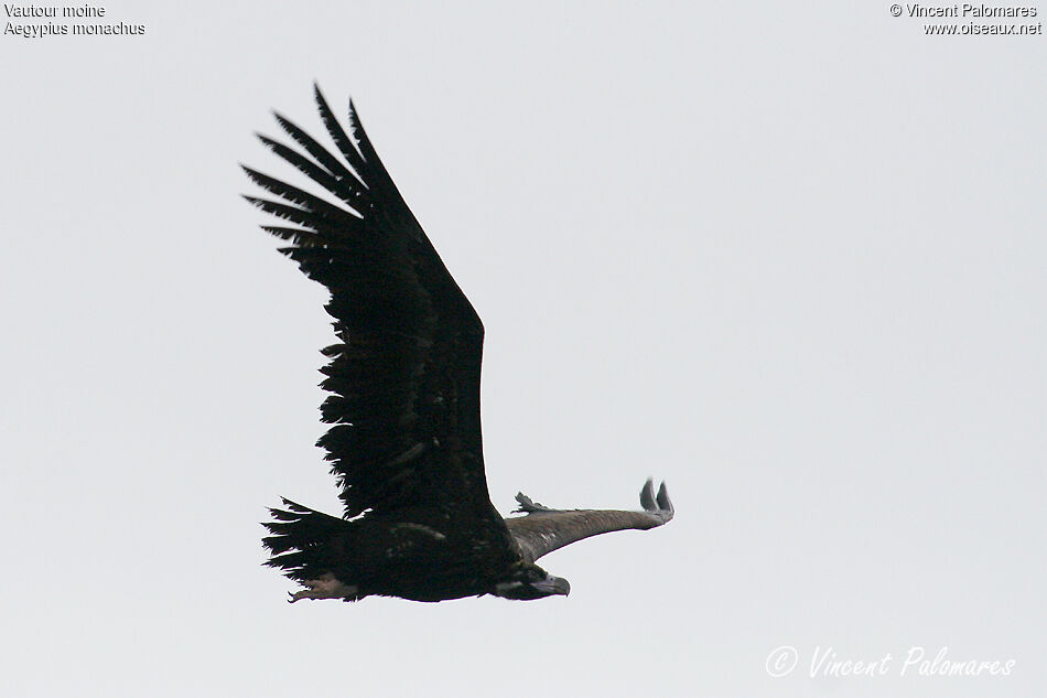 Cinereous Vulture