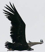 Cinereous Vulture