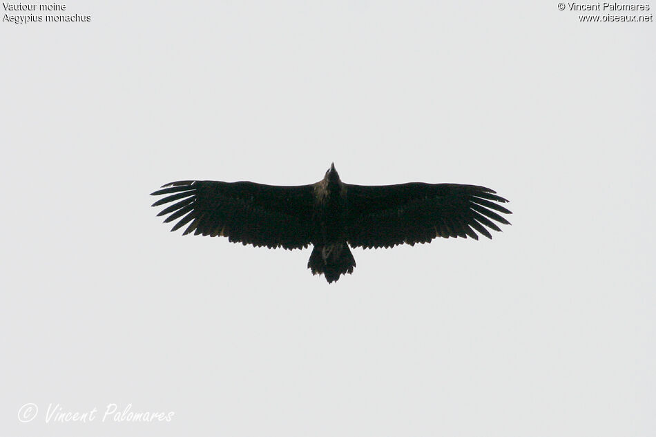 Cinereous Vulture