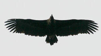 Cinereous Vulture