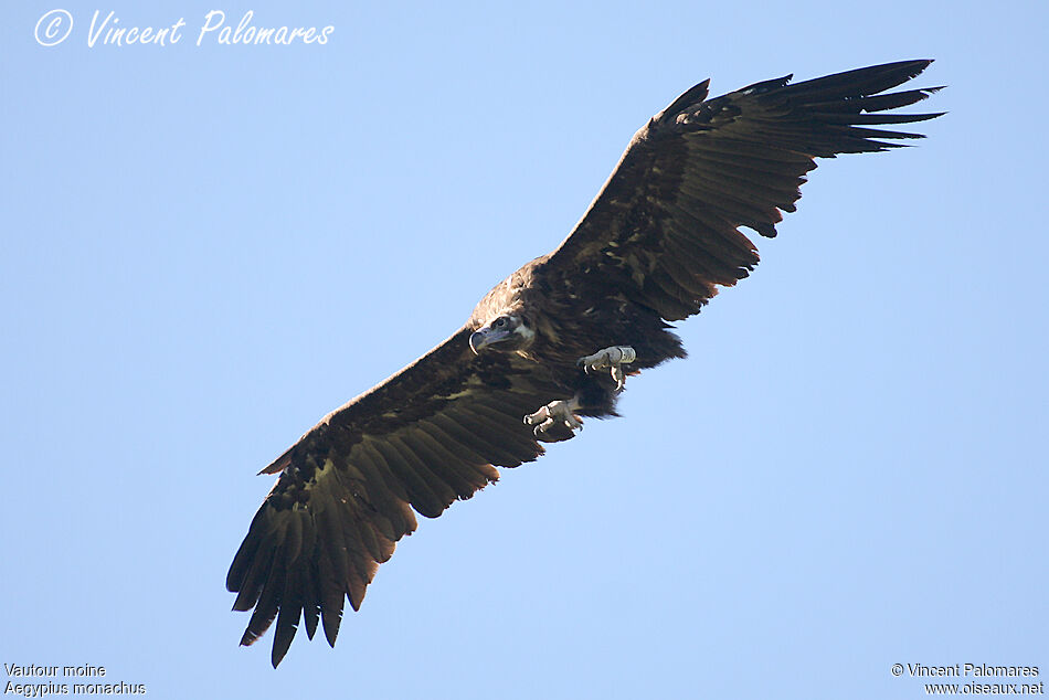 Cinereous Vulture