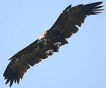 Cinereous Vulture