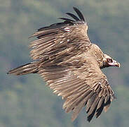 Cinereous Vulture