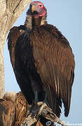 Lappet-faced Vulture