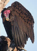 Lappet-faced Vulture