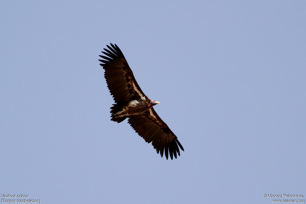 Lappet-faced Vulture