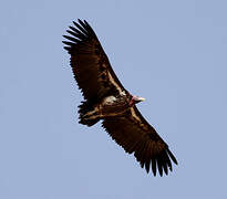 Lappet-faced Vulture