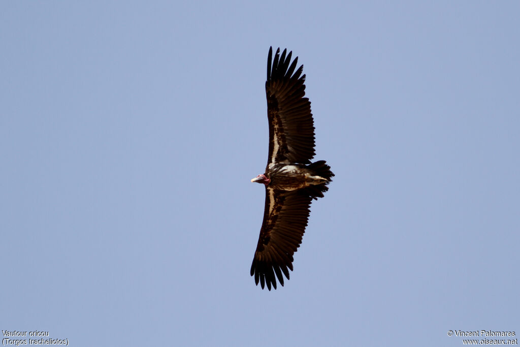 Lappet-faced Vulture