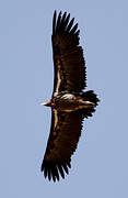 Lappet-faced Vulture