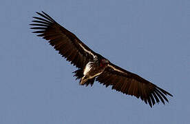 Lappet-faced Vulture